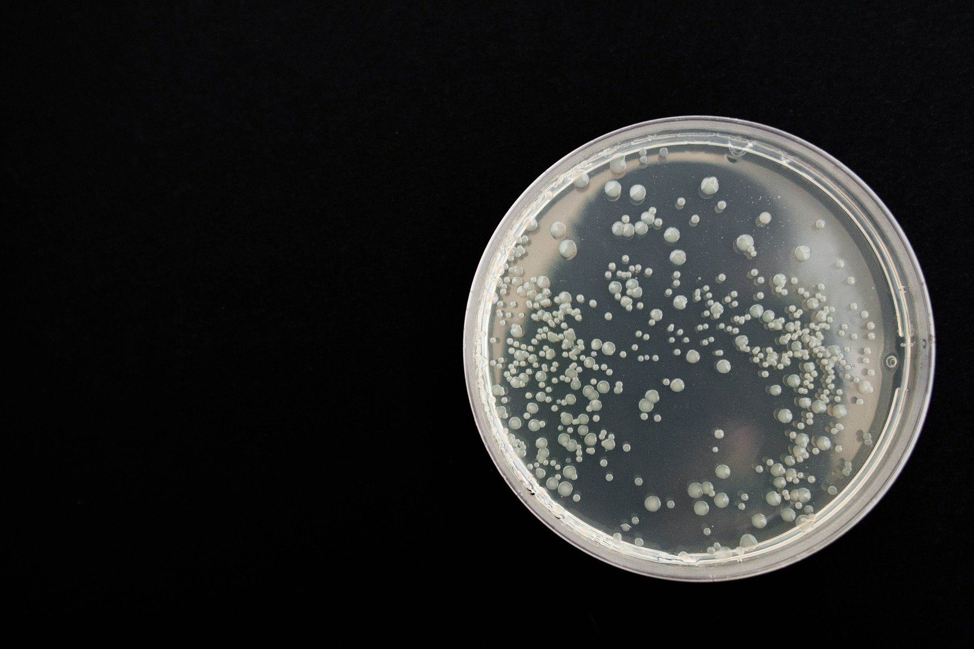 petri dish - biocides