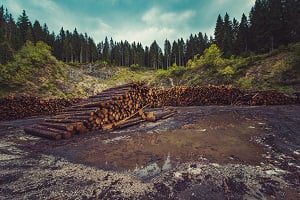 Options to Step Up EU Action Against Deforestation