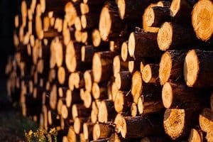 Timber Regulation Infringements Prove a Clear Focus in Recent UK Market Surveillance Activity