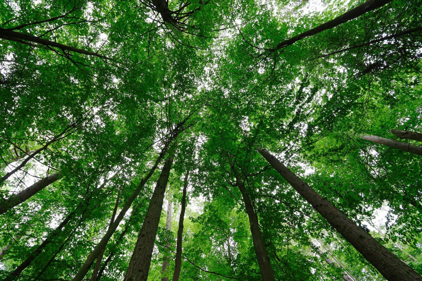 Navigating ESG Maze: Sustainable Products to Sustainable Finance