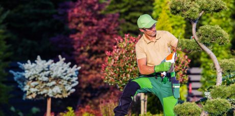Professional Gardener Using Hedge Trimmer Power Tool