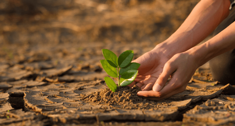 Green plant in dry mud - concept for Climate Corporate Accountability Act