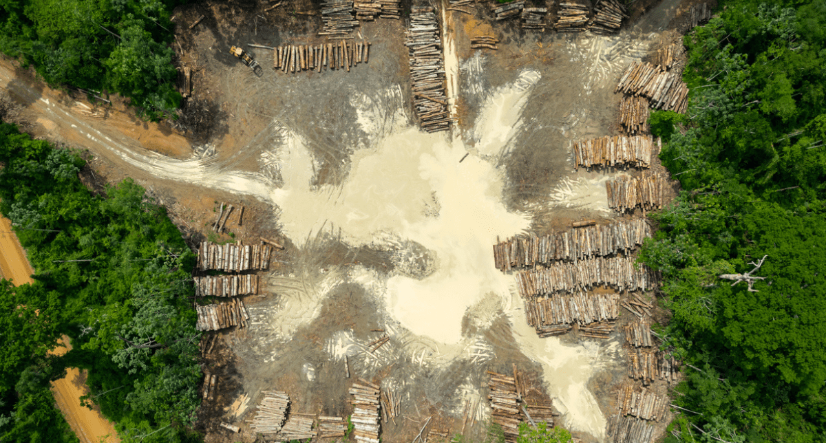 EU Prepares to Simplify Obligations Under the Deforestation Regulation