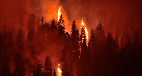 Forest fire - concept for California Climate Disclosure Rules