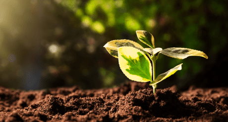 Growing plant - concept for Asia’s Evolving ESG Disclosure Rules