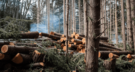 Deforestation and Illegal Logging in Global Supply Chains